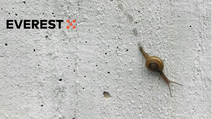 eine Schnecke kriecht eine Wand hoch