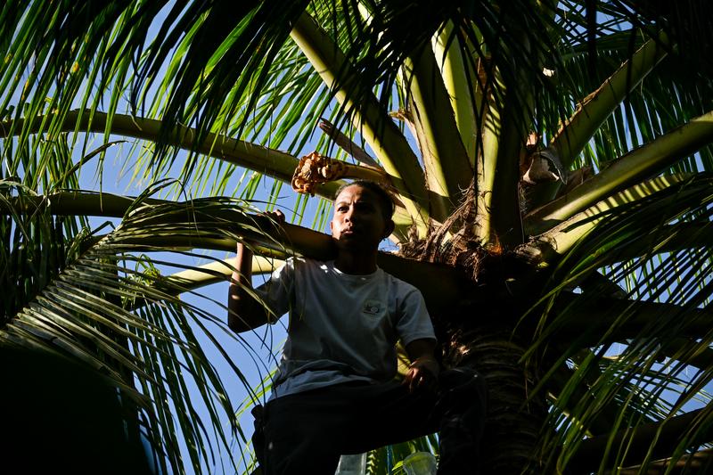 Coconut farmer in a coconut tree